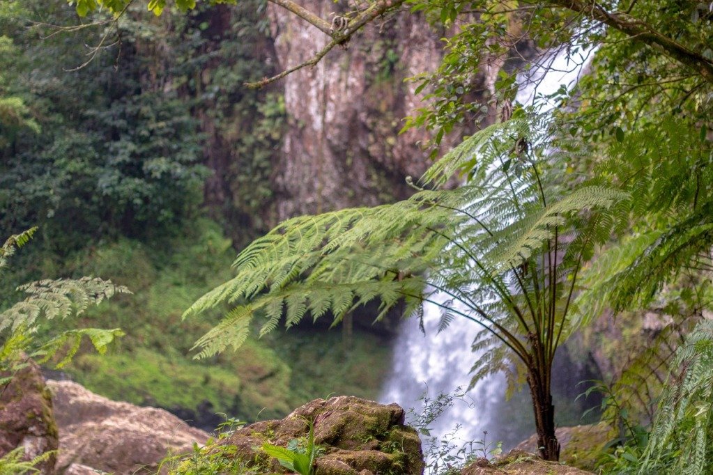 forest of fog, fern arboreo, fern, cyatea, biodiversity, montane forest, nature, hiking, waterfall, beauty, cuetzalan, vegetation, river, cyatea, montane forest, montane forest, montane forest, montane forest, montane forest, waterfall