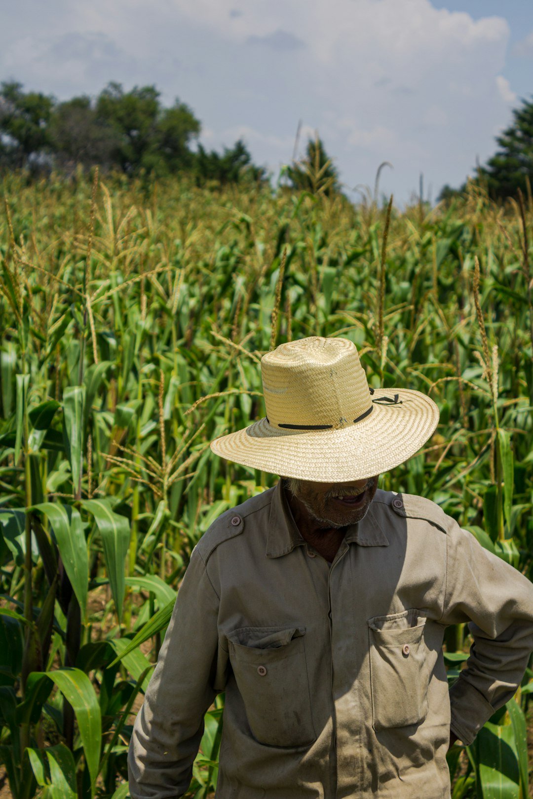 Campesino en una milpa de maíz, imagen ilustrativa del frente agrícola y los fertilizantes